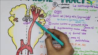 Upper Limb Neurological Examination  OSCE Guide  NEW  UKMLA  CPSA [upl. by Madian]