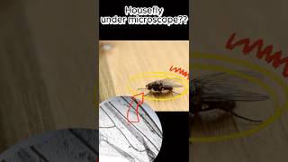 Housefly wing under the microscope housefly fruitfly wings under microscope [upl. by Aniraad]