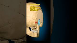 Auricularis posterior humananatomy anatomy humananatomyandphysiology anatomy skullanatomy [upl. by Elac]