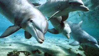 Relax Music  Nature and Dolphins  Natura e Delfini [upl. by Terrena351]