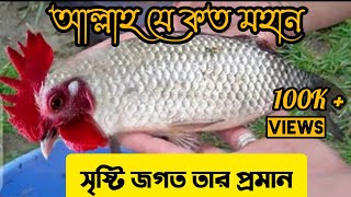 Allah je koto mohan আল্লাহ যে কত মহান সৃষ্টি জগত তার প্রমান গজল। bokharymedia [upl. by Ylreveb]