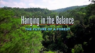 Hanging In The Balance The Future Of A Forest [upl. by Tteltrab357]