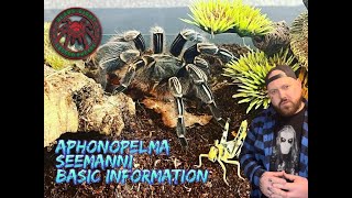 Aphonopelma Seemanni basic information [upl. by Aletsirc995]