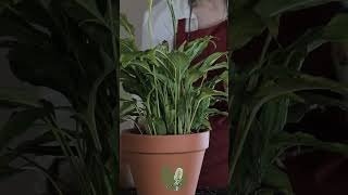 Fertilizing My Peace Lily Spathiphyllum  Relaxing ASMR Plant Care asmr spathiphyllum [upl. by Jessamine]