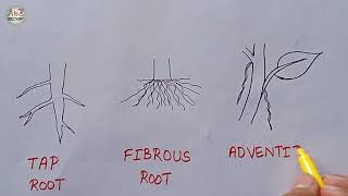 How to Draw Types of Root  Tap root Fibrous root Adventitious root Diagram  Biology Diagram [upl. by Oikim]