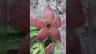 Linda Stapelia gigantea 🍃🍂🍃12102024 [upl. by Arocat593]