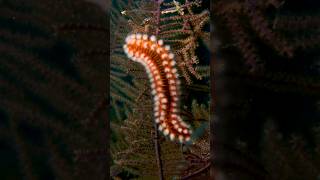 bearded fireworm is a type of marine bristleworm fireworm facts ocean reef hornworm bearded [upl. by Aicil]