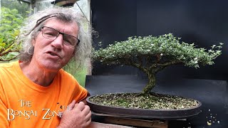 Preparing My Serissa for the Bonsai Shows Part 1 The Bonsai Zone Aug 2024 [upl. by Yttig753]