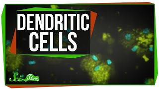 Dendritic Cells Scishow Talk Show [upl. by Massiw]