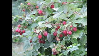 Nova Red Raspberries  Fall Harvest 2024 Growing Zone 6b [upl. by Nylannej]