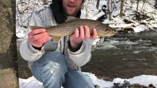 Monster brown trout Clearfield creek PA [upl. by Clarance]