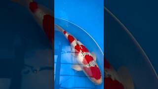 SPECIAL GOSHIKI 😍🎏 japanesekoi koi japan koifish fish [upl. by Cassandra]