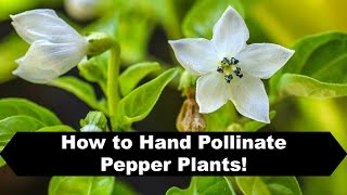 How to Pollinate Peppers Indoors and Prevent Flower Drop [upl. by Freytag]