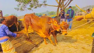 Epi98Very Popular Village Cattle Market I Cow Unloading From Boat amp Track [upl. by Heber]