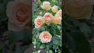 Роза Henrietta Barnett Очень надежная флорибунда harknessroses englandroses yellowroses roses [upl. by Bartolomeo]