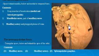 31 Infratemporal amp Pterygopalatine fossa تشريح أحمد كمال [upl. by Ryter]