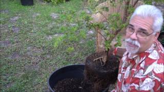 How to Plant a grafted Jaboticaba Tree in a Container [upl. by Ostap]