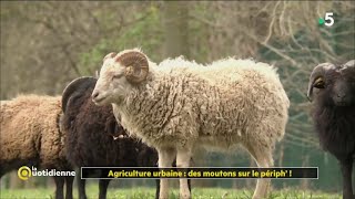 Agriculture urbaine  des moutons sur le périph [upl. by Adlei]