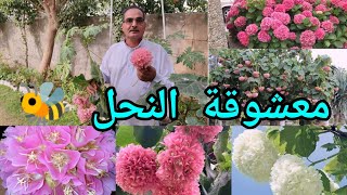 الدومبيا أو الثريا Dombeya اكليل العروس او جرس الزفاف شجيرة مزهرة عطرية وجاذبة للنحل 🐝 جميلة جداً [upl. by Engdahl]