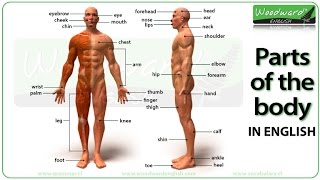 Parts of the body in English  Learn English vocabulary  ESOL Parts of the body with pictures [upl. by Willyt]