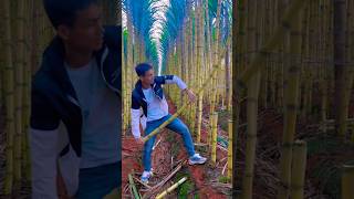 Natural landscape sugarcane garden and cutting very fresh with rural life reels 2024 satisfying [upl. by Emili135]