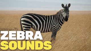 Zebra Sounds [upl. by Morette]