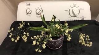 oncidium twinkle fragrance fantasy  in bloom with multiple spike [upl. by Anayt]