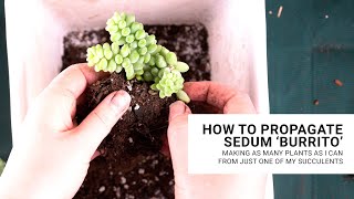 The Easiest Succulent to Propagate From Leaves [upl. by Cerys]