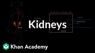 Meet the kidneys  Renal system physiology  NCLEXRN  Khan Academy [upl. by Asante]