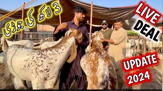 live deal in bakra mandi  bakra mandi lahore  bakra mandi 2024 [upl. by Arvid]