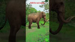 Jungle Safari 😂 comedy funny funnyvideo youtubeshorts round2bell shorts amitffytcomedy [upl. by Aube]