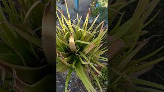 Alovera plant care gardening plants garden kitchengarden youtubeshorts shortsfeed trending [upl. by Blayne]