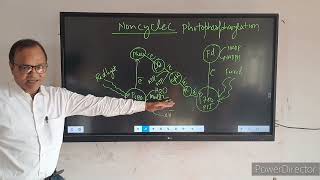 noncyclic photophosphorylation [upl. by Christis933]