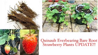 Quinault Everbearing Bare Root Strawberry Plants UPDATE  DIY  Small Space Gardening [upl. by Strohl769]