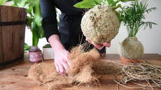 How to Repot a Kokedama [upl. by Sharpe]