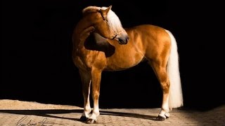 Amazing Horse  Haflinger [upl. by Annoirb861]