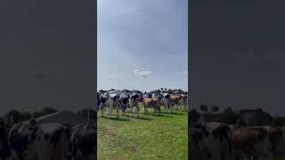 The sun is shining at Stranraer show [upl. by Auoz231]