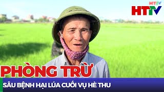 Sâu bệnh gây hại trên lúa Hè Thu  Hà Tĩnh TV [upl. by Hacim16]