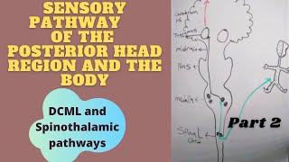 Sensory Pathways part 2 DCML amp Spinothalamic pathways [upl. by Hpejsoj]