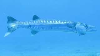 Great Barracuda at a cleaning station [upl. by Leonerd]