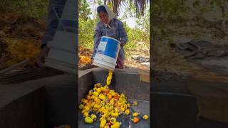 How to make cashew feni in India street food foodies streetfood shortsviral [upl. by Burgwell]