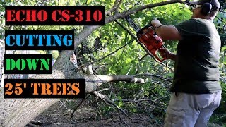 ECHO CS 310 Chainsaw Cutting Down 25 Foot Trees [upl. by Eirameinna]