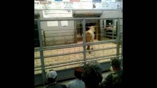 WOODVILLE SALE BARN COW MISHAP [upl. by Elena742]