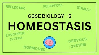 AQA GCSE Biology in 10 Minutes  Topic 5  Homeostasis and Response [upl. by Harriott]