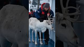 Woman Saved Beautiful Reindeer 🦌😍 shorts [upl. by Crin]