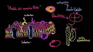 Estructura de la membrana celular modelo del mosaico fluido  Biología  Khan Academy en Español [upl. by Corrina]