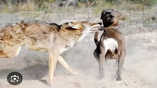 Pitbull Goes Savage On A Coyote [upl. by Balfore341]