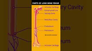 Parts of Long Bone Femur in Human Body femur [upl. by Wira511]