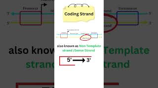 Template vs Coding Strand quickrevision class12biology 2025boardexam [upl. by Ssac922]