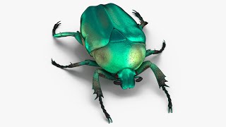 Green Scarab Beetle [upl. by Sokil921]